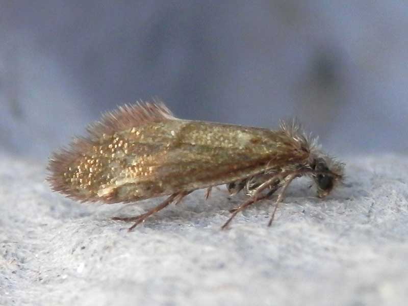 Dyseriocrania subpurpurella 